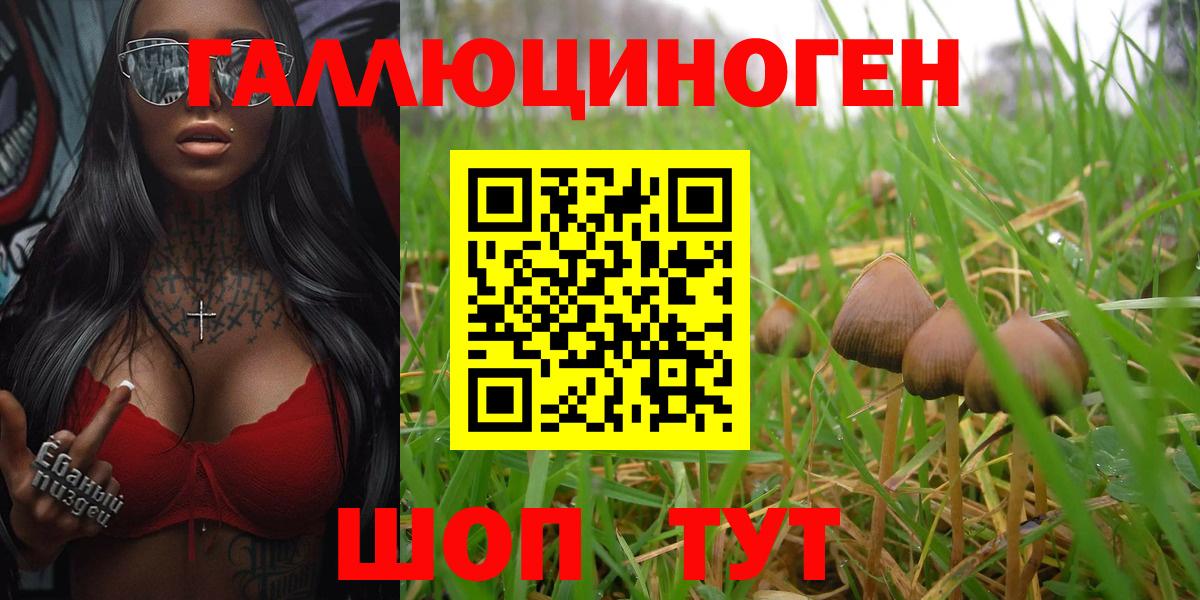 закладка  Псилоцибиновые грибы Cubensis  Вход с VPN  Псилоцибиновые грибы Cubensis  Сосновоборск 